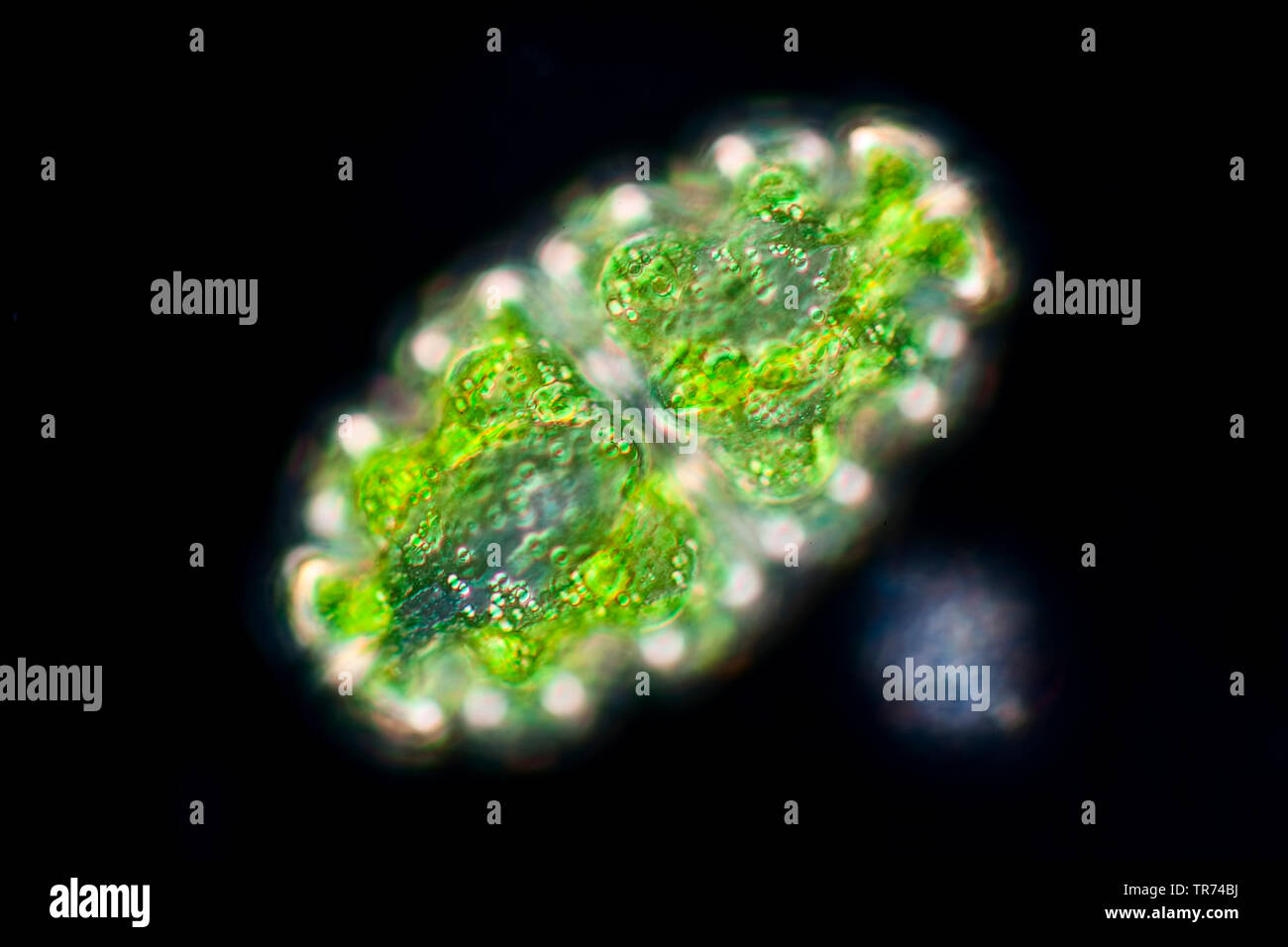 Euastrum (Euastrum spec.), green alga, in darkfield, x 100, Germany Stock Photo