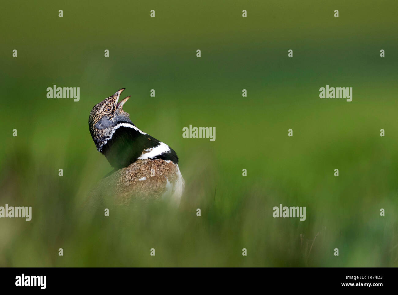 little bustard (Tetrax tetrax), calling, Spain, Katalonia Stock Photo