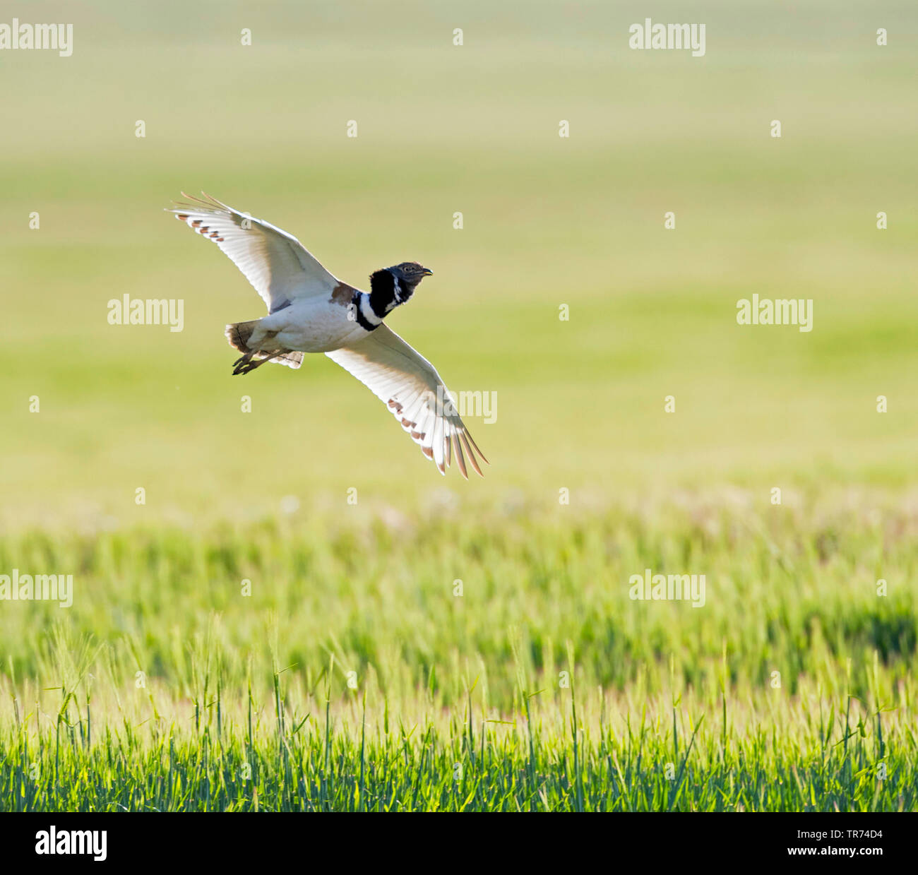 little bustard (Tetrax tetrax), fyling, Spain, Katalonia Stock Photo