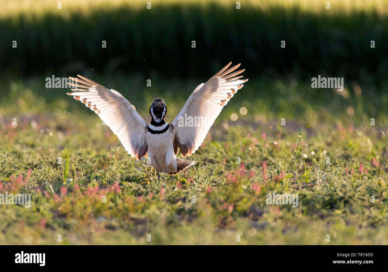 little bustard (Tetrax tetrax), starting, Spain, Katalonia Stock Photo