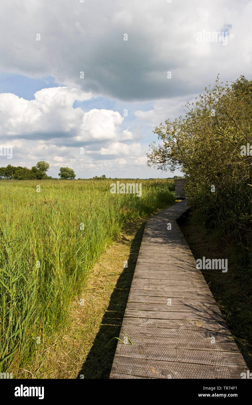 planked footpath, Netherlands, Overijssel, Weerribben-Wieden National Park Stock Photo