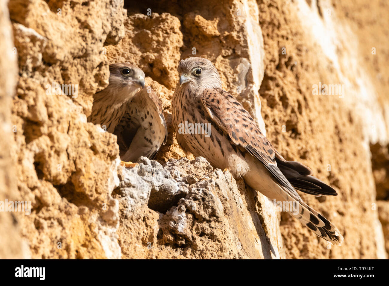 lesser kestrel (Falco naumanni), immatures at a breeding colony, Spain Stock Photo
