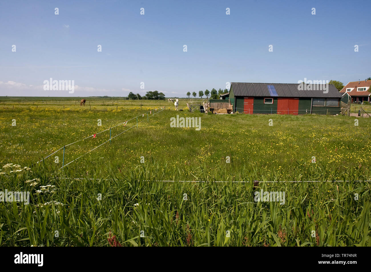 farm on Schiermonnikoog, Netherlands Stock Photo