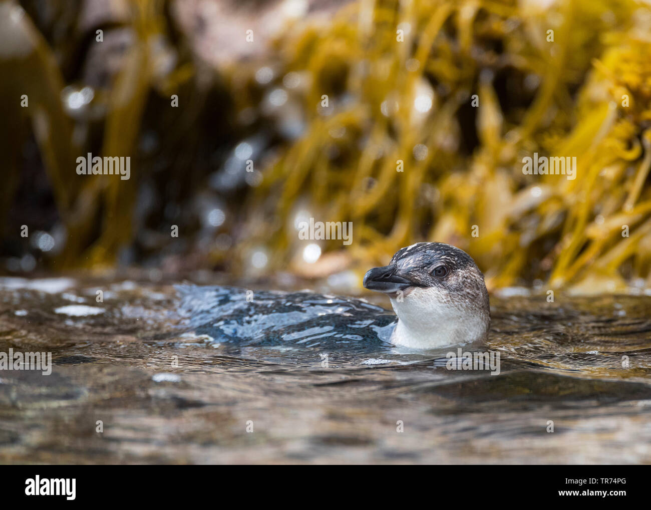 Chattham little penguin (Eudyptula minor chathamensis), swimming at the ...