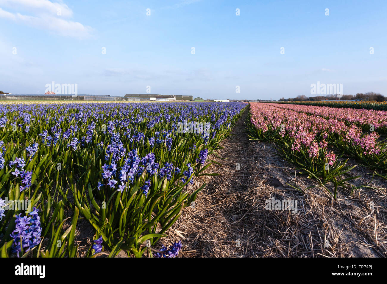 Jacinthe (Hyacinthus orientalis), Bulb Field with different colors of Hyacinths, Netherlands, Northern Netherlands Stock Photo
