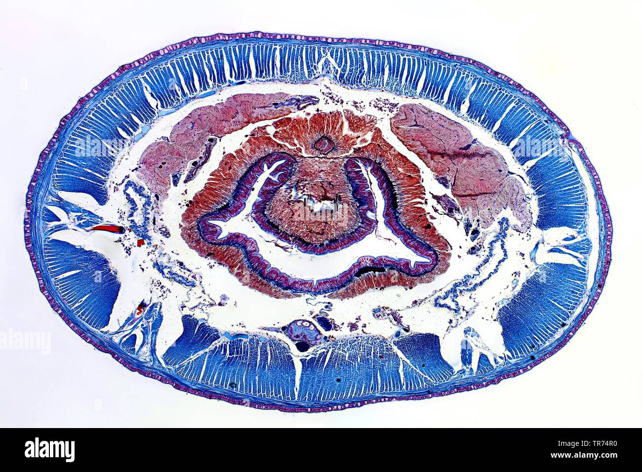 Earthworm Cross Section Labeled