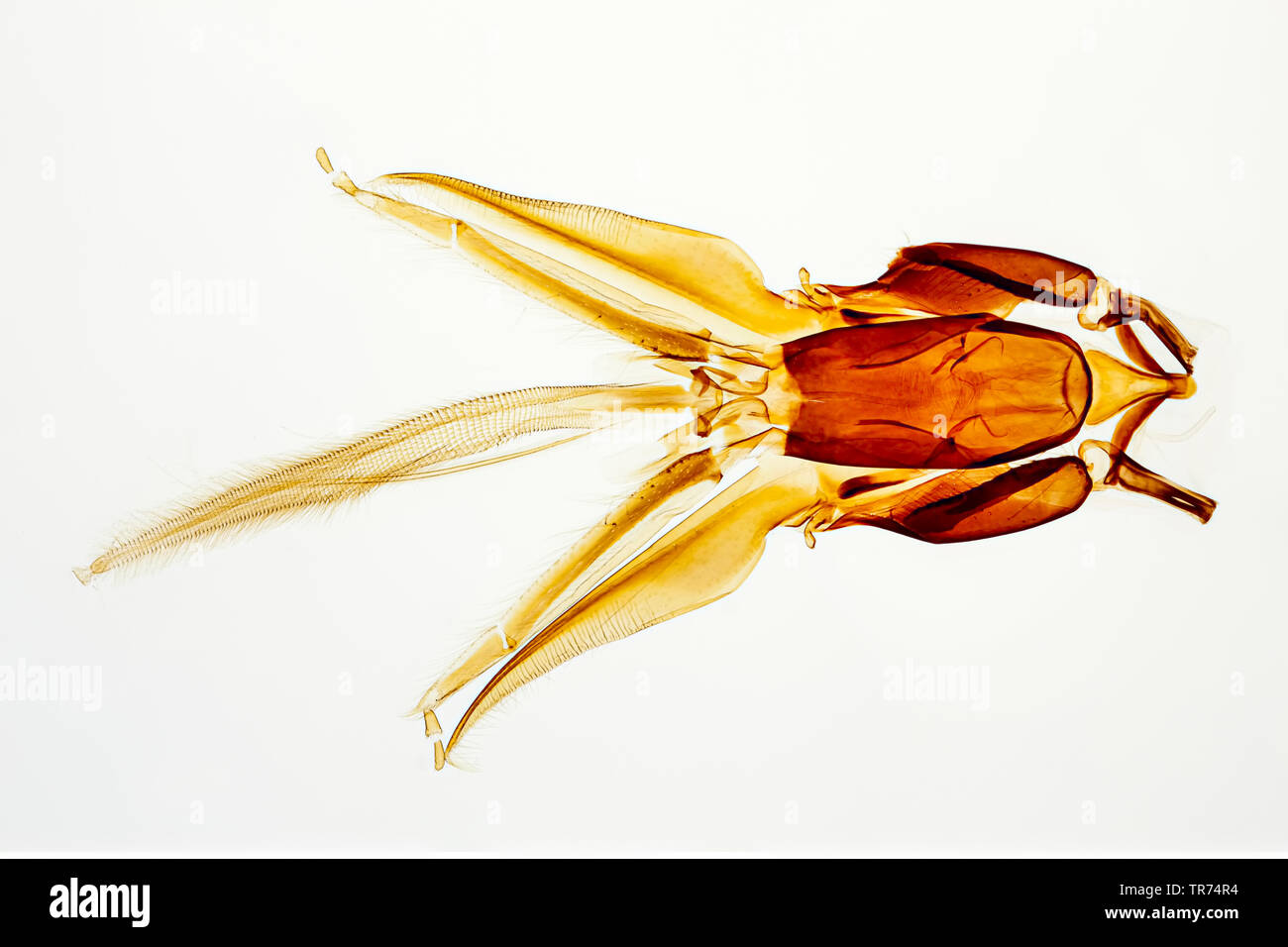 honey bee, hive bee (Apis mellifera mellifera), mouth pieces of honex