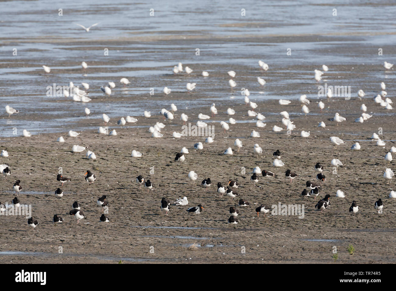 oyster toadfish (Opsanus tau), Herring Gulls and Eurasian Oystercatchers at Westhoek, Netherlands, Frisia, Westhoek Stock Photo