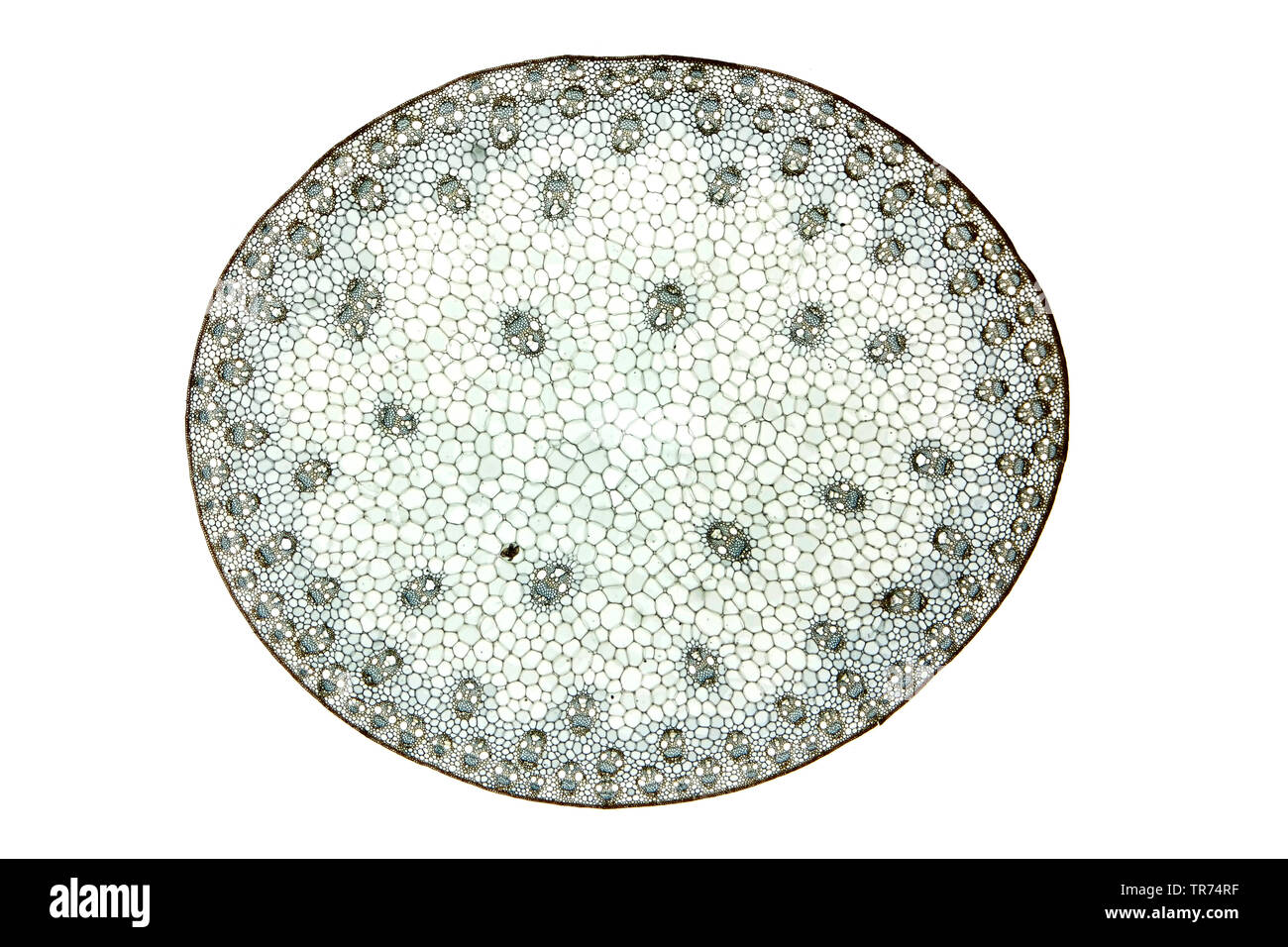 Indian corn, maize (Zea mays), cross section of a sprout of maise with light microscopy, x 12, Germany Stock Photo