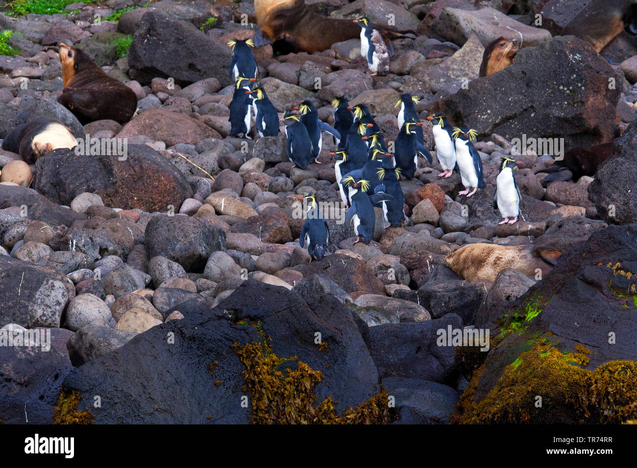 Northern rockhopper penguin, Moseley's rockhopper penguin, Moseley's penguin (Eudyptes moseleyi), on the beach of Gough Island, Tristan da Cunha, Gough Island Stock Photo
