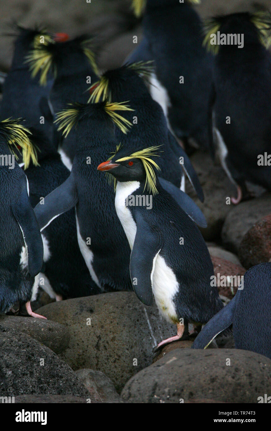 Northern rockhopper penguin, Moseley's rockhopper penguin, Moseley's penguin (Eudyptes moseleyi), on the beach of Gough Island, Tristan da Cunha, Gough Island Stock Photo