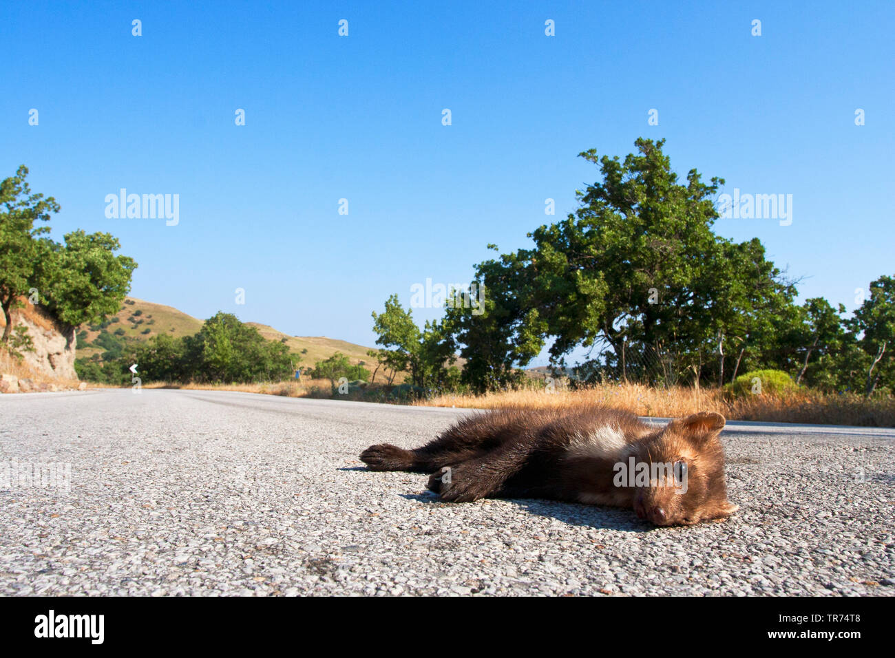 Beech marten, Stone marten, White breasted marten (Martes foina), as roadkill, Greece, Lesbos Stock Photo