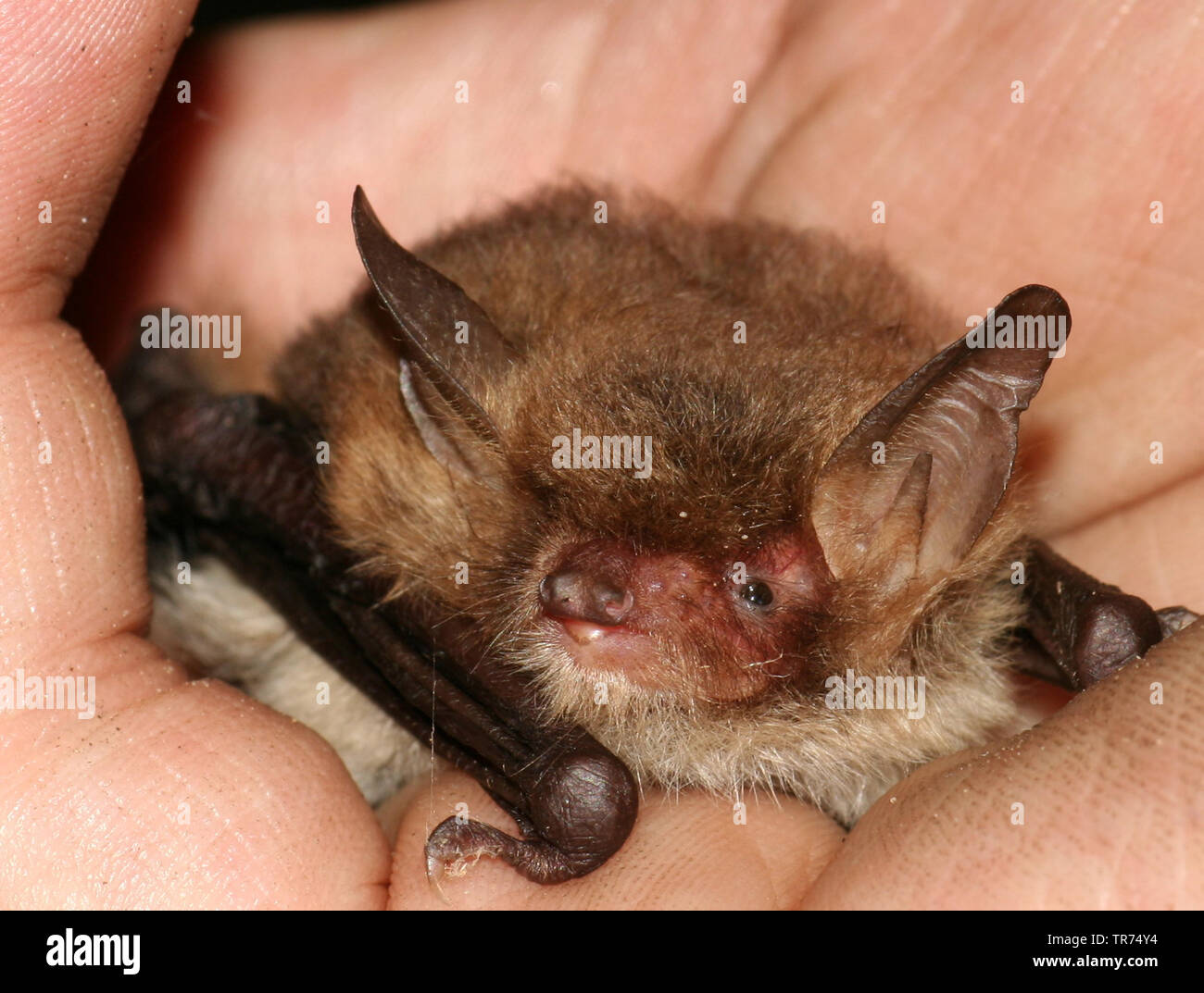 Natterer's bat (Myotis nattereri), holding in a hand, Netherlands Stock
