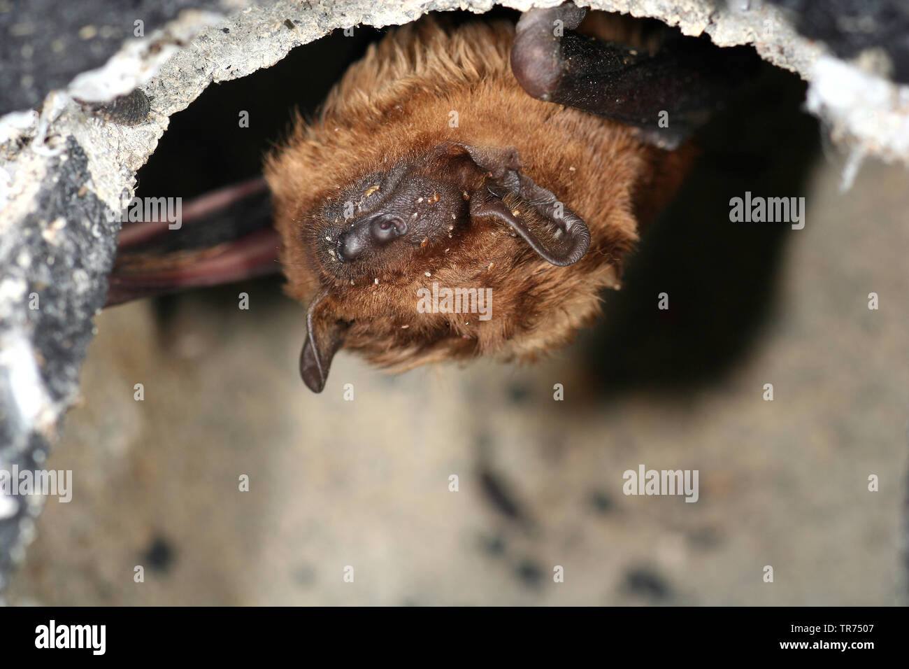 noctule (Nyctalus noctula), sleeping, Netherlands Stock Photo