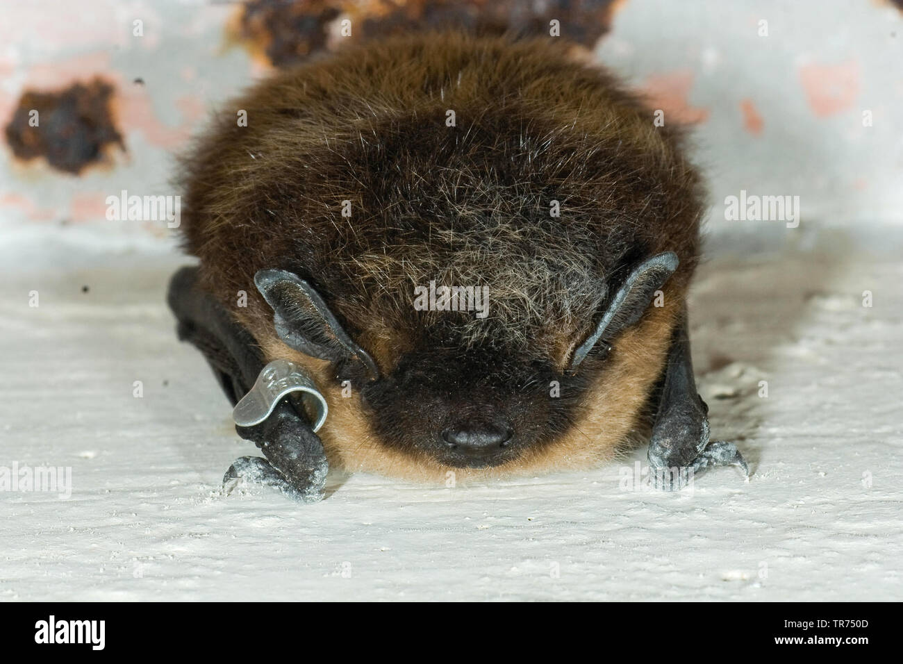 Northern bat (Eptesicus nilssonii, Eptesicus nilssoni), hanging on a wall, Poland Stock Photo