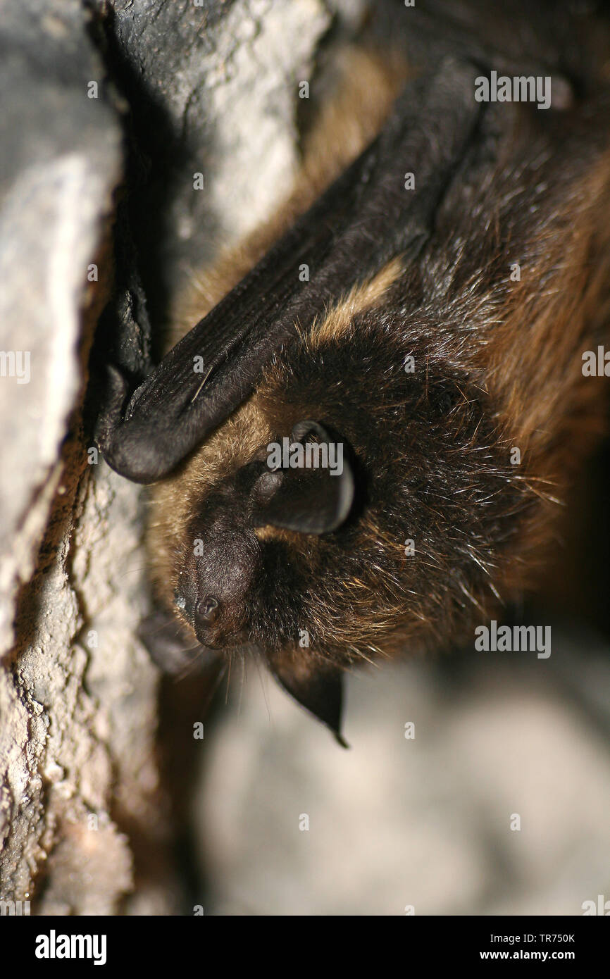 Northern bat (Eptesicus nilssonii, Eptesicus nilssoni), sleeping on a wall, Poland Stock Photo