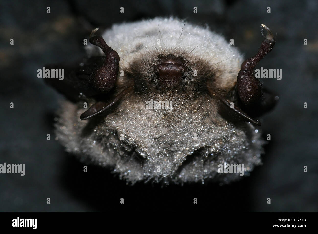 pond bat (Myotis dasycneme), sleeping, Germany Stock Photo