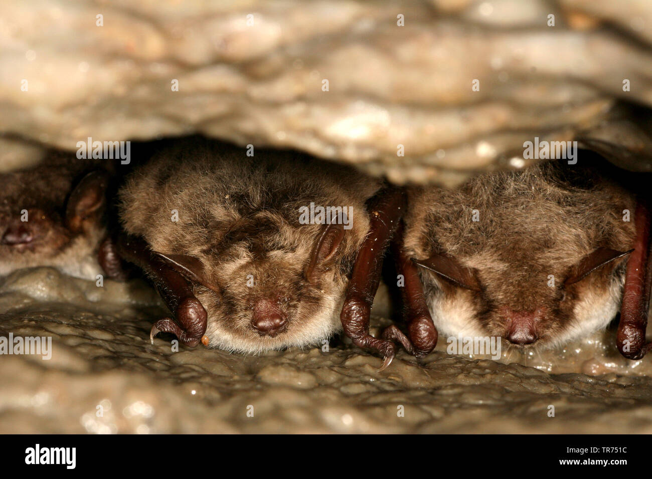 pond bat (Myotis dasycneme), hibernation in a rock crevice, Germany