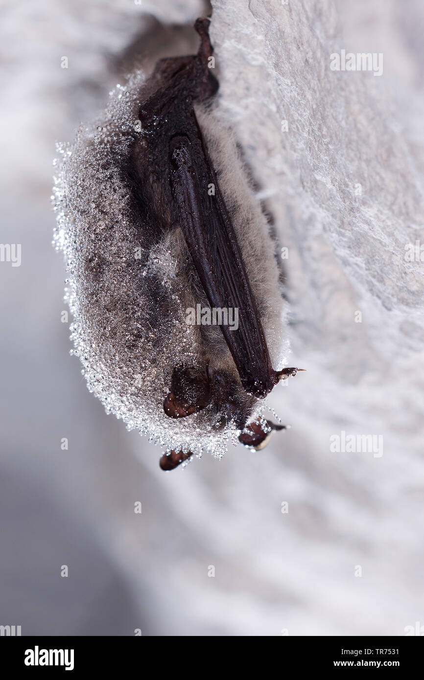 Whiskered bat (Myotis mystacinus), sleeping, France Stock Photo