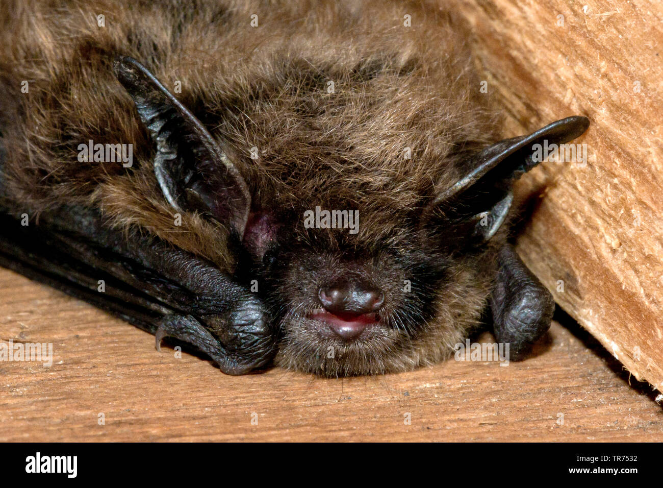 Whiskered bat (Myotis mystacinus), sleeping, Netherlands Stock Photo