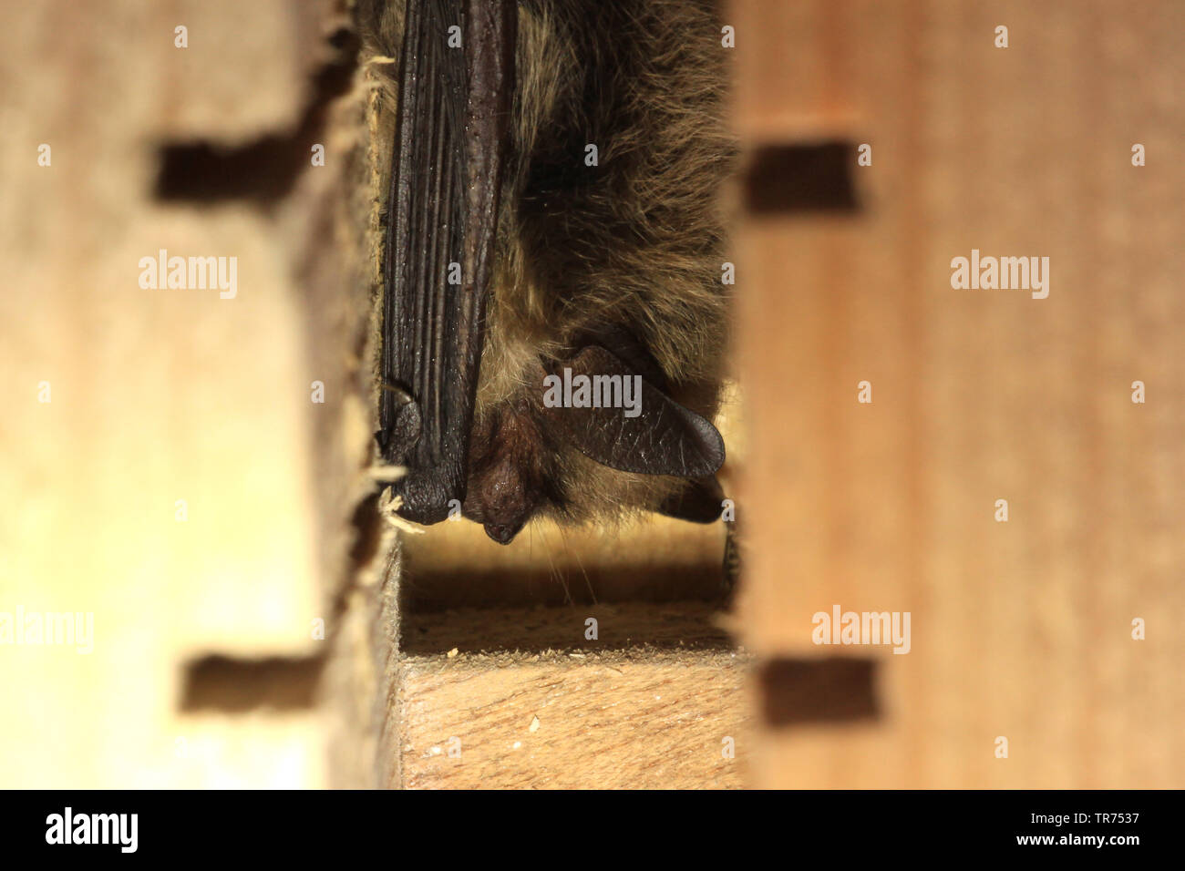 Whiskered bat (Myotis mystacinus), sleeping , Netherlands Stock Photo