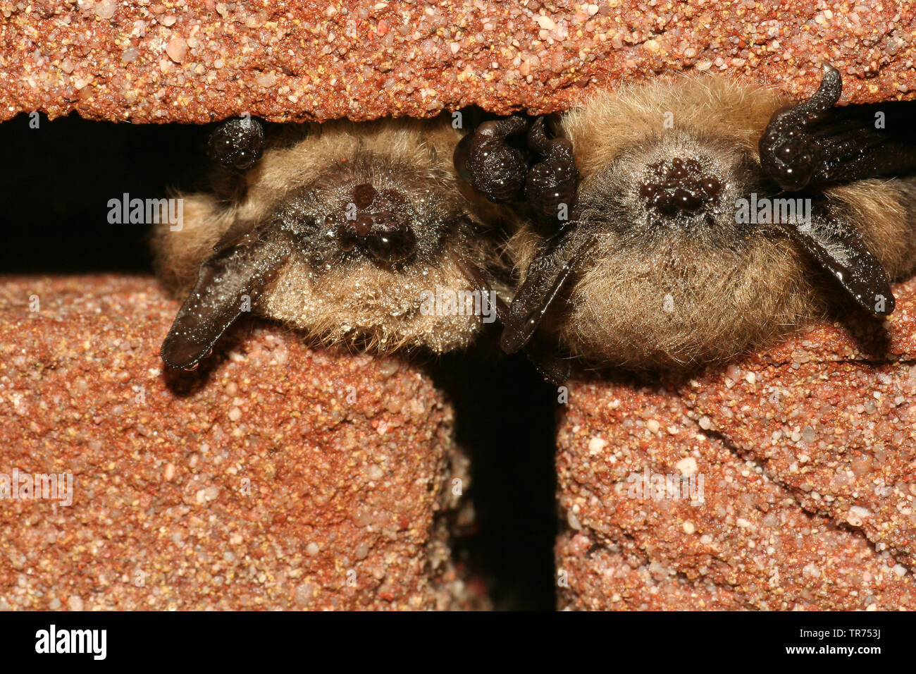 Whiskered bat (Myotis mystacinus), in crevices in a wall, Netherlands Stock Photo