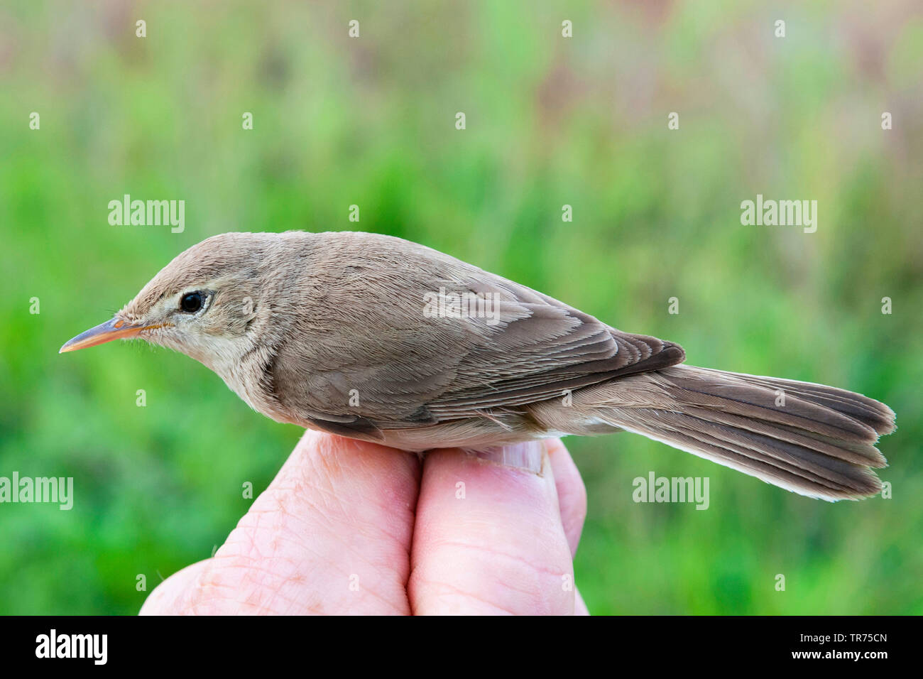 Iduna rama hires stock photography and images Alamy