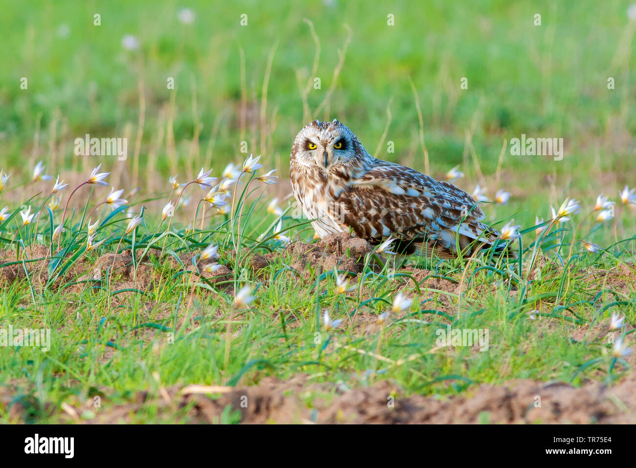 short-eared owl (Asio flammeus), Kazakhstan, Sholak lake Stock Photo