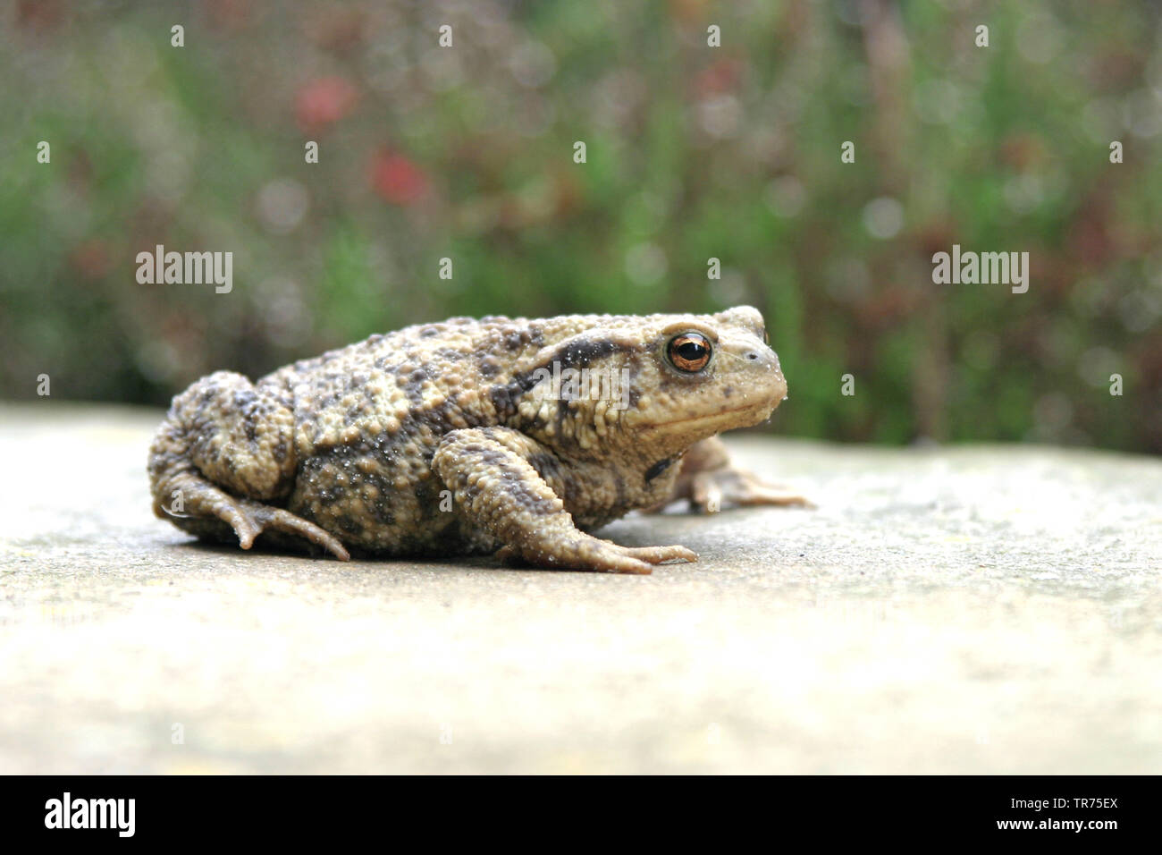 European common toad (Bufo bufo), Netherlands Stock Photo