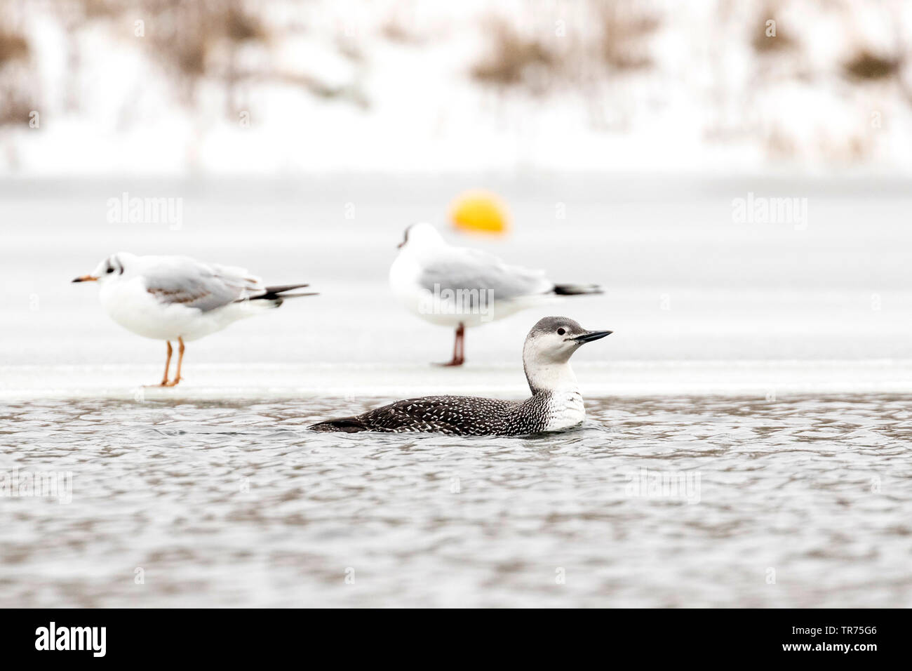 red-throated diver (Gavia stellata), swimming in winter plumage, gulls in the background, United Kingdom Stock Photo