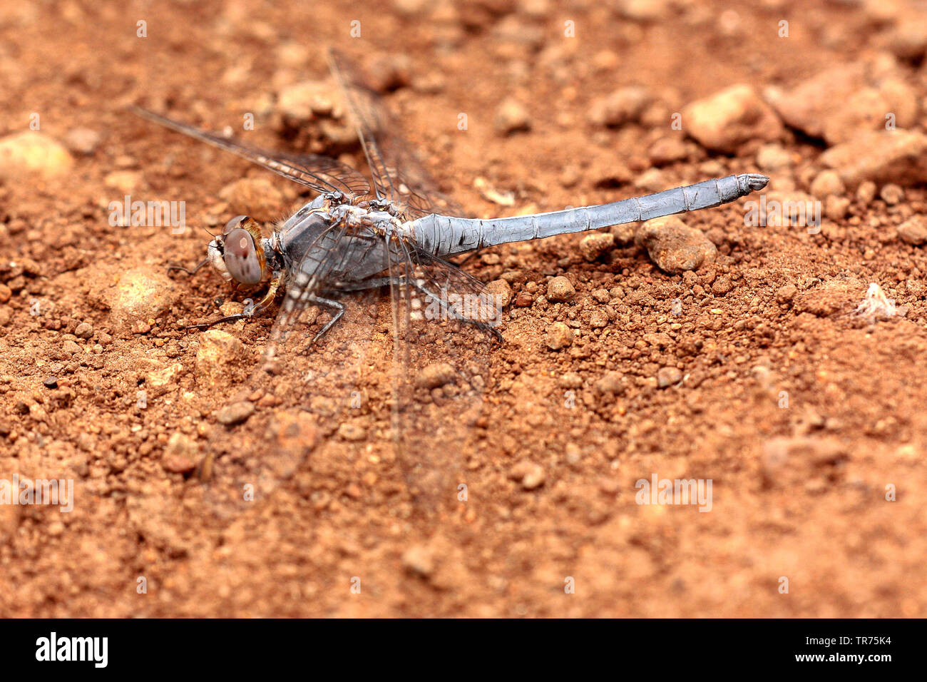 Skimmers of asia hires stock photography and images Alamy