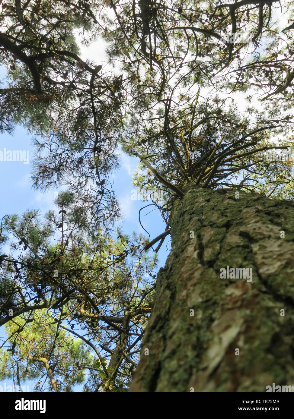Scotch pine, Scots pine (Pinus sylvestris), Pine from a low angle view, Netherlands, Frisia, Vlieland Stock Photo
