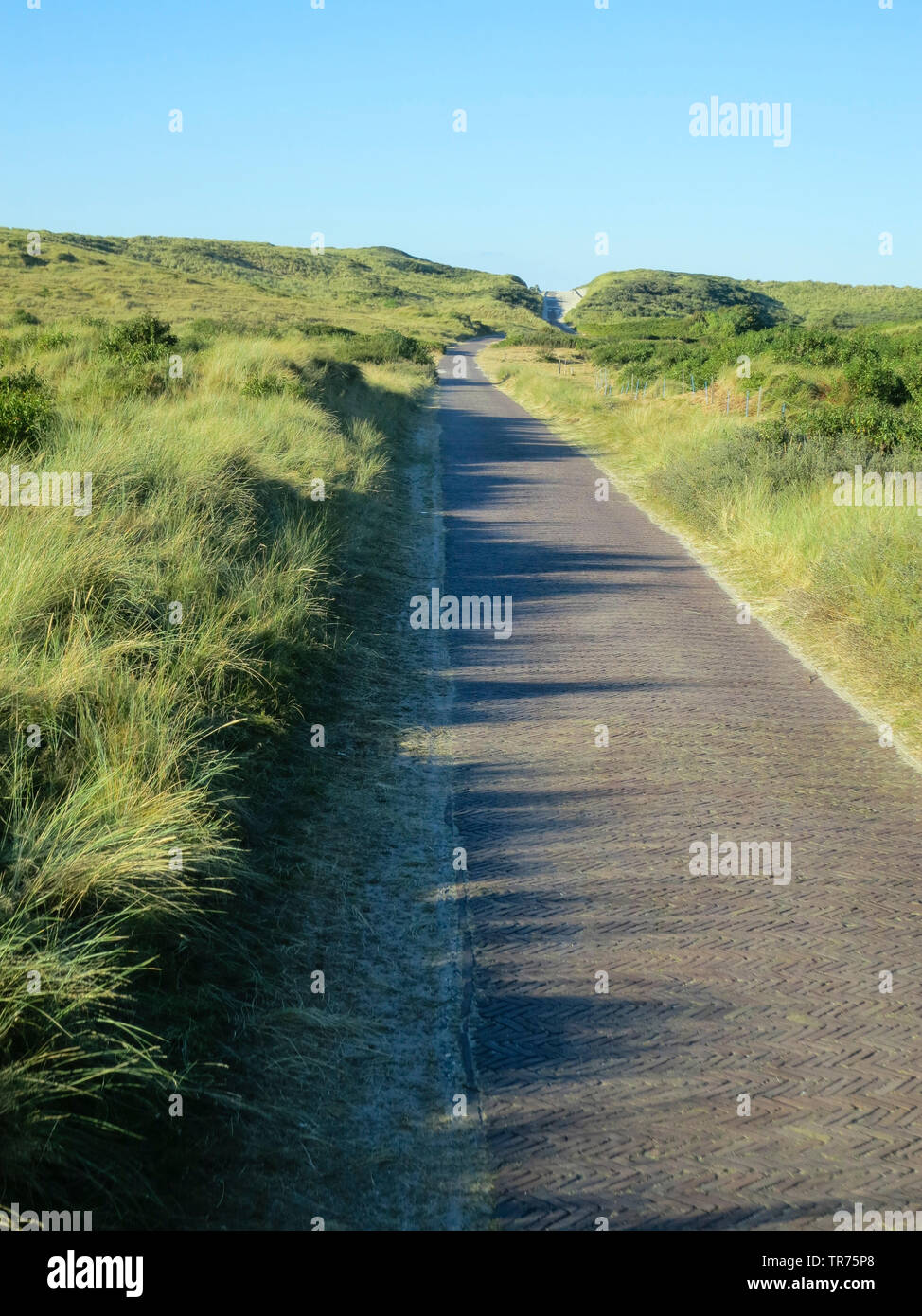 Bicycle Path in dunes, Netherlands, Frisia, Vlieland Stock Photo