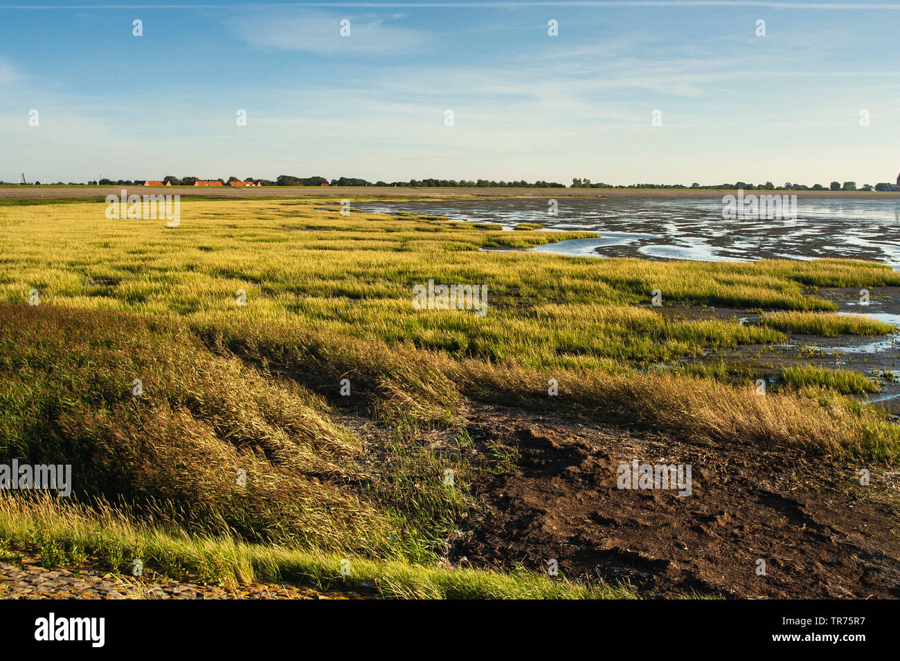 salt marsh on Den Oever, Netherlands, Northern Netherlands, Den Oever Stock Photo