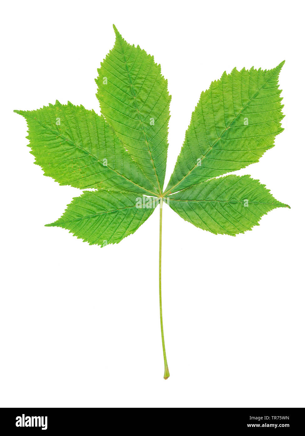 common horse chestnut (Aesculus hippocastanum), leaf, cutout Stock