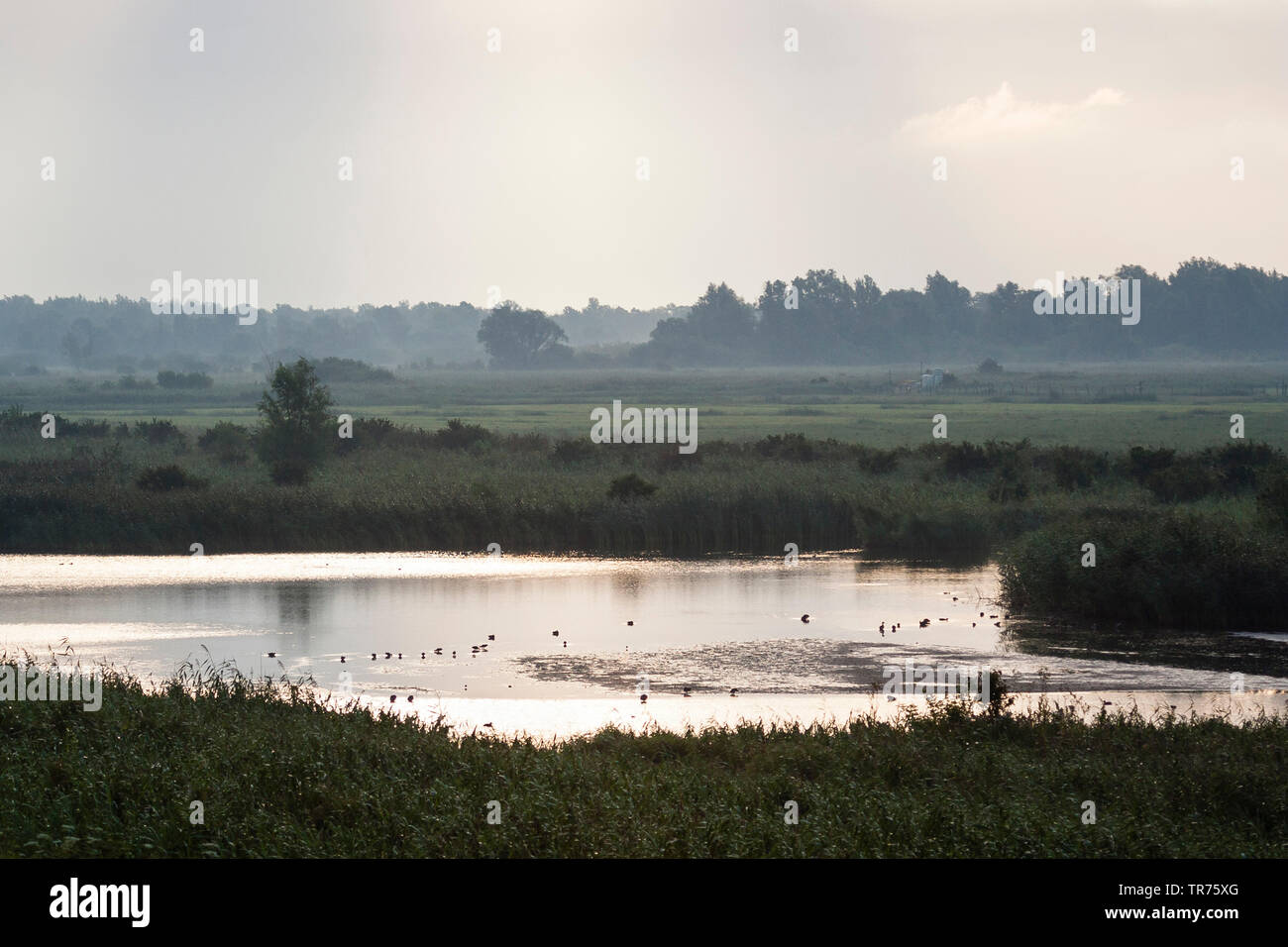 Waterbirds swimming in lake in the morning, Netherlands, Flevoland, Oostvaardersplassen Stock Photo