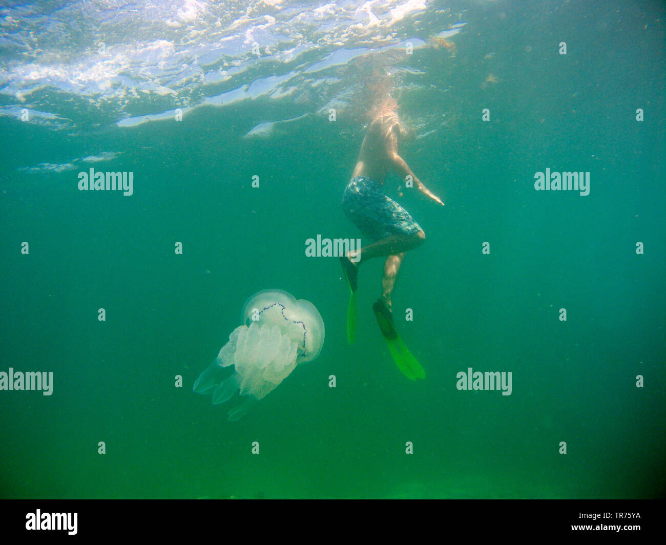 Blue cabbage bleb, Rhizostome Jellyfish  (Rhizostoma octopus, Rhizostoma pulmo), swimming under water beside a young man, France, Brittany Stock Photo