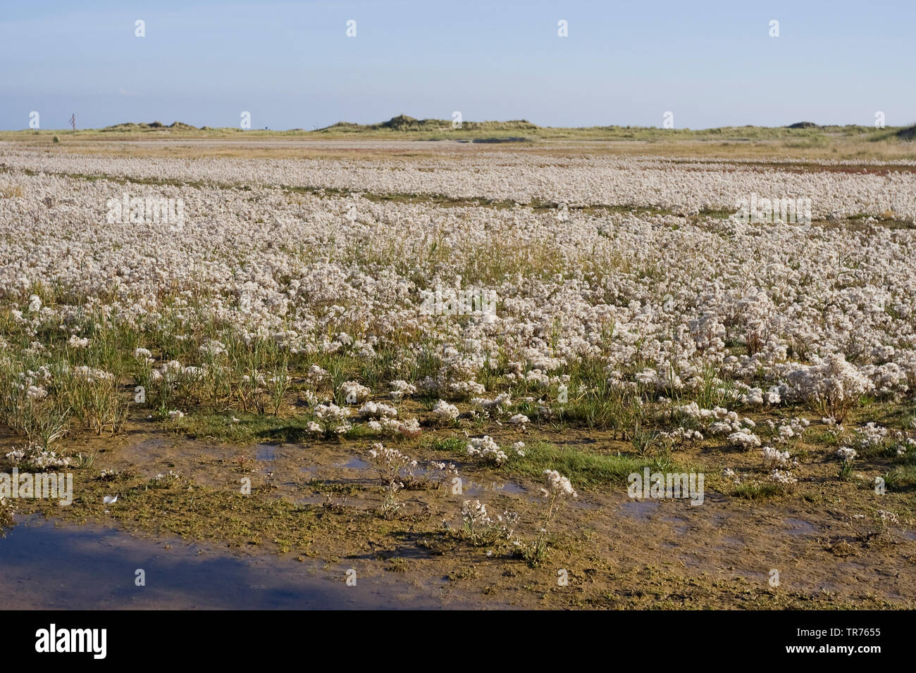 Sea aster (Aster tripolium, Tripolium vulgare), salz marsh in Vliehors, Netherlands, Frisia, Vlieland Stock Photo