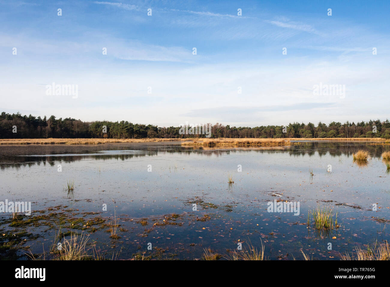 lake at Het Gooi in autumn, Netherlands, Northern Netherlands, Het Gooi Stock Photo