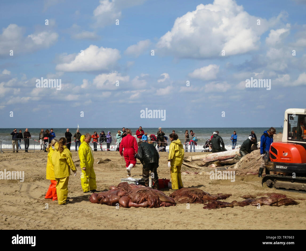 humpback whale (Megaptera novaeangliae), A team of Naturalis dissecting stranded Humpback Whale at Scheveningen in the summer of 2014, Netherlands, South Holland, Scheveningen Stock Photo
