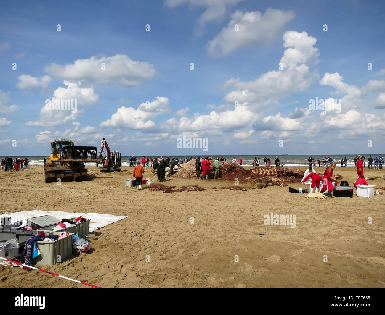 humpback whale (Megaptera novaeangliae), A team of Naturalis dissecting stranded Humpback Whale at Scheveningen in the summer of 2014, Netherlands, South Holland, Scheveningen Stock Photo