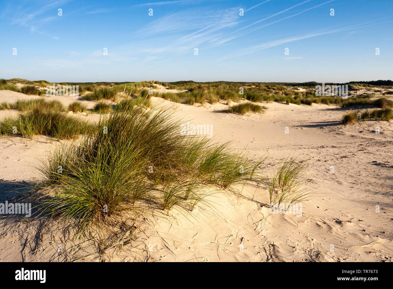 dunes at the Zuidduinen, Netherlands, South Holland, Zuidduinen, Hoogheemraadschap van Rijnland Stock Photo