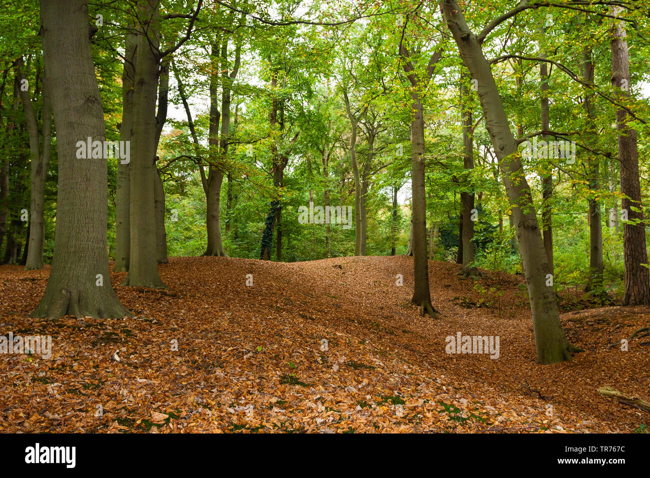 common beech (Fagus sylvatica), forest at De Horsten Royal Estates, Netherlands, South Holland, Koninklijk landgoed de Horsten, Wassenaar Stock Photo