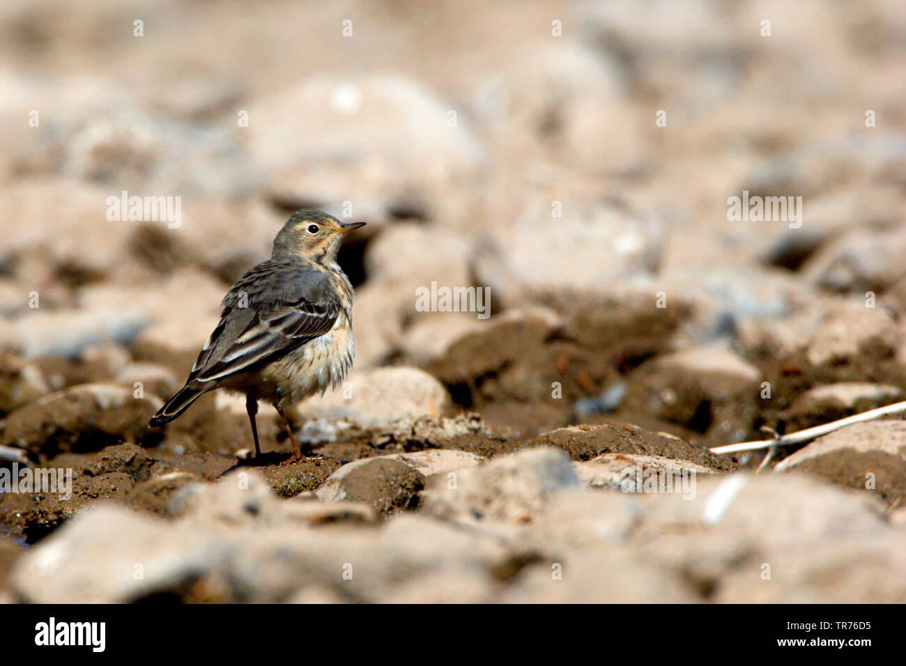 Buff Bellied Pipit, American Pipit (Anthus rubescens japonicus), sitting in dry riverbed, China, Huairo Stock Photo