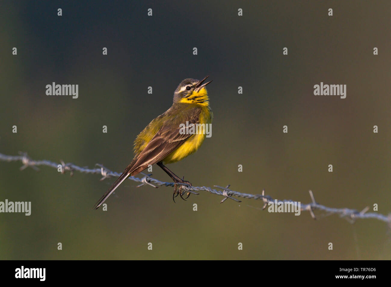 Yellow wagtail (Motacilla flava), Singing Male on barbed wire., Netherlands, Limburg Stock Photo