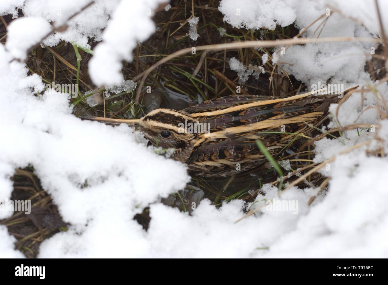 jack snipe (Lymnocryptes minima, Lymnocryptes minimus), in the snow, Netherlands, Limburg Stock Photo