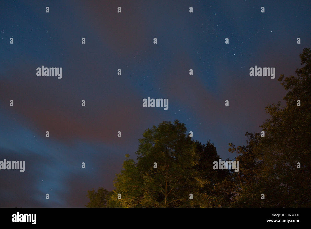 Night sky under trees hi-res stock photography and images - Alamy