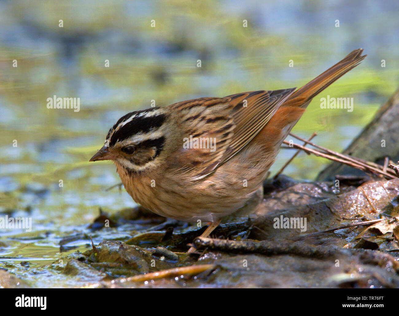 tristram's bunting (Emberiza tristrami), on the ground, China, Beidaihe Stock Photo