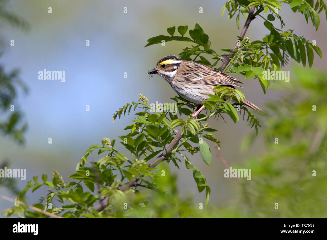 yellow-browed bunting (Emberiza chrysophrys), sitting on twig in tree with fresh leafs eating fly insect, China, Beidaihe Stock Photo