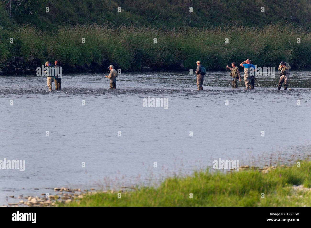 fly fishermnn at fishing, Netherlands, Limburg, Meers Grensmaas Maas, Meers Stein Stock Photo